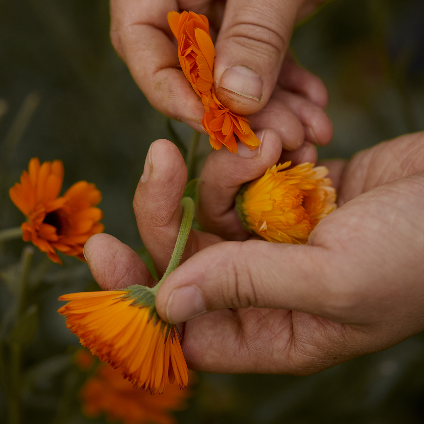 Frantsila Kehäkukka Puhdistusöljy-Frantsila-Hyvinvoinnin Tavaratalo
