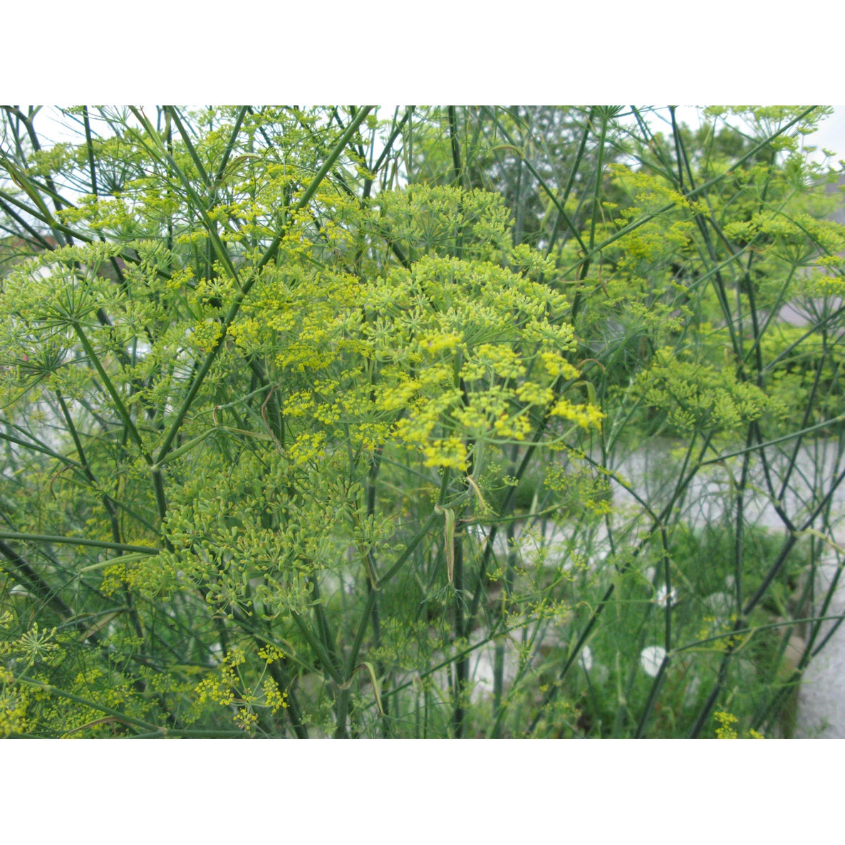 Tall, feathery green dill plants with clusters of small yellow flowers are shown growing outdoors. The plants have slender, delicate foliage and upright stalks. There is no visible packaging or label. The background consists of blurred pavement and greenery. No people or hands are present in the image. This is a close-up shot focused on the plants.
