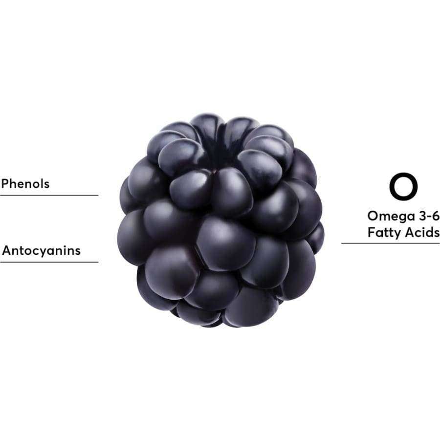 Lähikuva karhunvatukasta valkoisella taustalla, viivat osoittavat merkintöihin "phenols", "anthocyanins" ja "omega 3-6 fatty acids"; tummanvioletti hedelmä, yksittäiset rypäleet näkyvissä, ei pakkausta