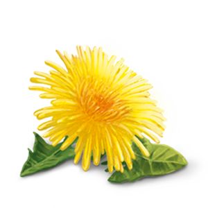 A vibrant yellow dandelion flower with thin petals and two green leaves set against a white background. Single flower specimen, natural plant material, no visible packaging or labeling. No typography present. Studio-style photo with a plain white background, no people or hands included in the frame. Flower and leaves clearly isolated, photographed from above at close range.