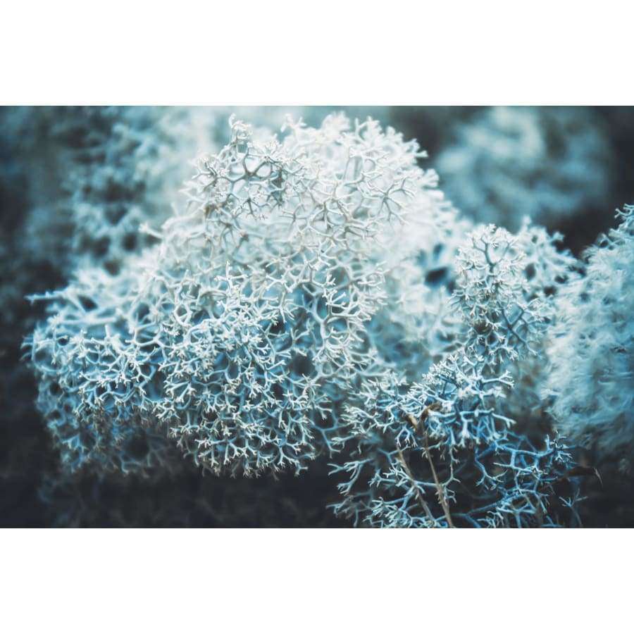 Havuka Tupasvilla-Jäkälä Palasaippua-Havuka-Hyvinvoinnin Tavaratalo