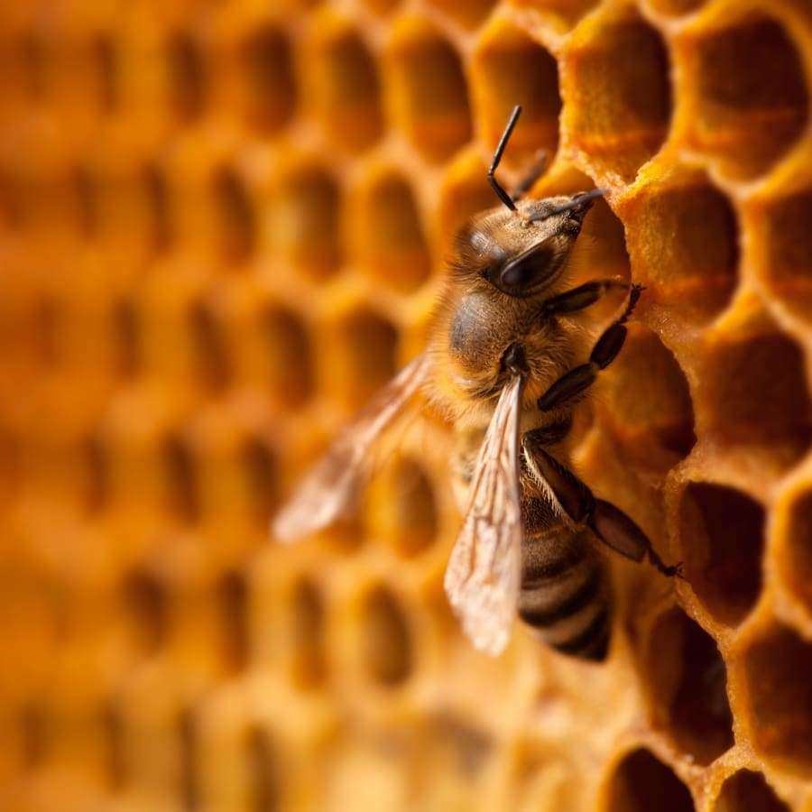 Havuka Vahva 30 % Kuusenpihkavoide-Havuka-Hyvinvoinnin Tavaratalo