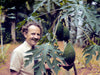 Alfred Vogel ja papaijapuu