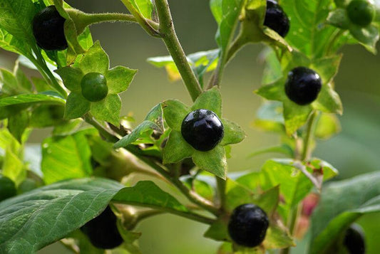 Belladonna (Atropa Belladonna) homeopatia