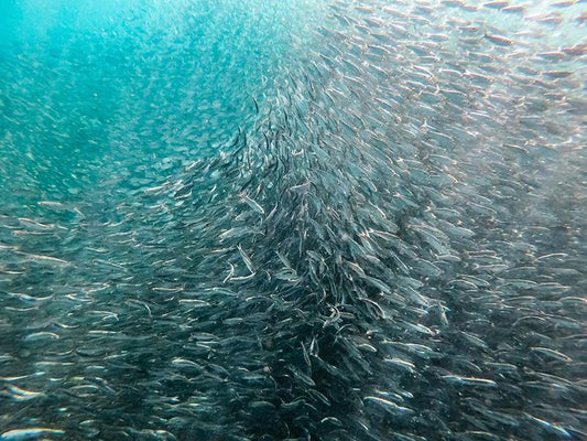 Omega-3-rasvahappoja valmistetaan esimerkiksi sardiinista