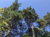 Suomen metsistä saadaan parantavaa havupuu-uutetta