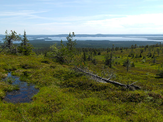 Hiilivapaat toimitukset ympäristön hyväksi