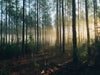 Metsä ja usvaa auringonpaisteessa