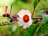 Saluksen tuotteissa käytetään mm. karkadenkukkaa (Hibiscus sabdariffa)
