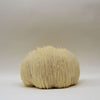 KÄÄPÄ Mushrooms Luomu Lion's Mane sieniuute; kokonainen siilikääpä lepää valkoisella taustalla, esitellen pörröisiä, valkoisia ja hiuksenkaltaisia piikkejään huomattavan tekstuurin kera; sieni leikkaamaton ja pakkaamaton, väri tasaisen luonnonvalkoinen läpi kuvan; pinnalla pitkiä, ohuita, tiheästi pakattuja säikeitä eikä näkyvää vartta tai juurta; valaistus kirkas ja neutraali; ei ihmisiä tai käsiä kuvassa.