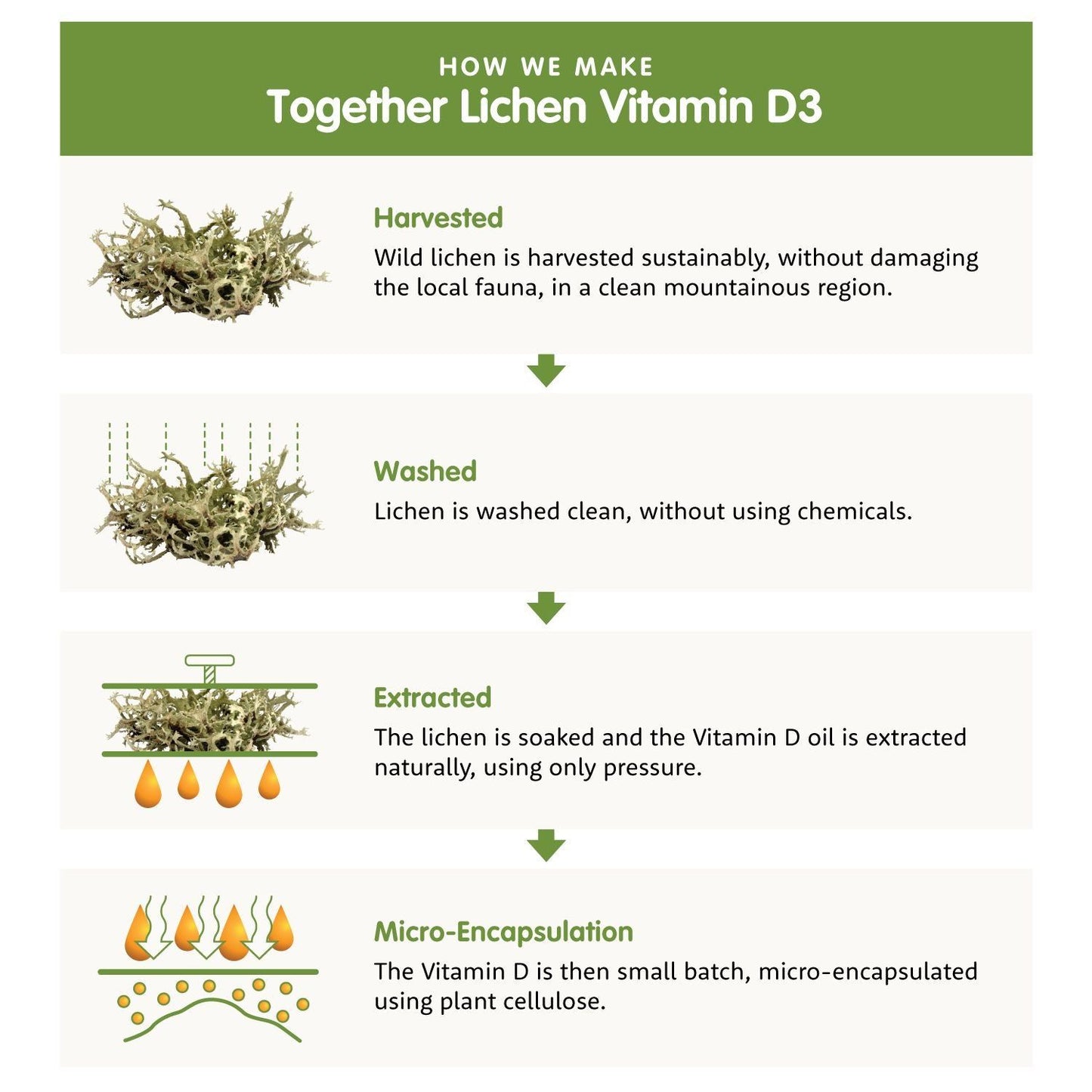 An infographic explains how lichen-derived Vitamin D3 is made: harvested sustainably, washed without chemicals, oil extracted naturally, then vitamin D is micro-encapsulated in a small batch. Illustrations depict each step. The design uses flat illustrations and simple icons for each process stage. Text is in a clean sans-serif font. Background is white with muted color accents around main elements. No people or hands are shown.