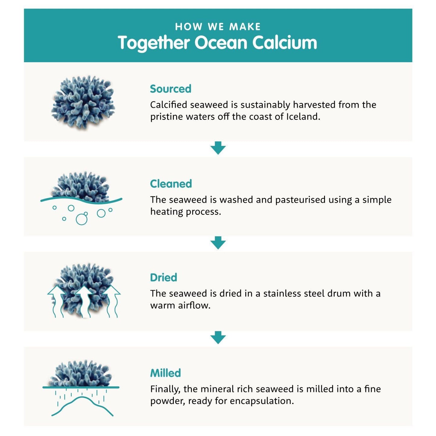 Together Health Calcium; vaiheittainen infografiikka, joka näyttää merikalsiumin valmistuksen levästä: hankinta, puhdistus, kuivaus ja jauhatus, kukin sinisin merenaiheisin kuvituksin; neljä suorakulmaista osiota pystysuunnassa valkoisella taustalla; sinisävyiset yksinkertaiset viivakuvat levästä ja aalloista; teksti mustalla groteskikirjasimella; ei tuotteita tai ihmisiä kuvassa.
