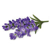 Illustration of a sprig of aromatic purple lavender flowers with green leaves, shown against a white background. No packaging, labels, or typography are present. The image features matte colors in purple and green; the sprig is depicted with clustered small flowers and slender leaves. No people or hands are visible.