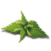 A cluster of fresh green nettle leaves with jagged edges and small, light yellow flower buds in the center, isolated on a white background. No visible packaging or labels. Matte finish on leaf surfaces, natural texture is evident. No people or hands present. The shot is overhead with even lighting and no shadows.