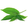 YogiTea Luomu Green Matcha Lemon tee-YogiTea-Hyvinvoinnin Tavaratalo