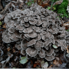 KÄÄPÄ Mushrooms Maitake sieniuute-KÄÄPÄ Mushrooms-Hyvinvoinnin Tavaratalo