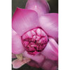 Khadi Vartaloöljy Pink Lotus Beauty-Khadi-Hyvinvoinnin Tavaratalo